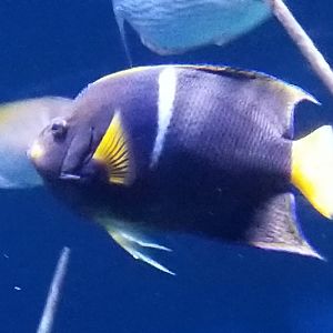King Angelfish