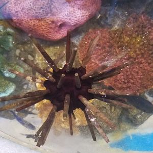 Slate Pencil Urchin