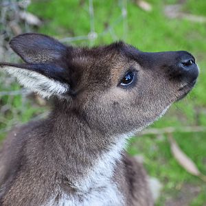 Kangaroo Island Kangaroo
