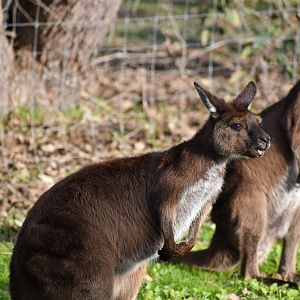 Kangaroo Island Kangaroo