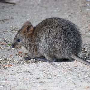 Quokka joey