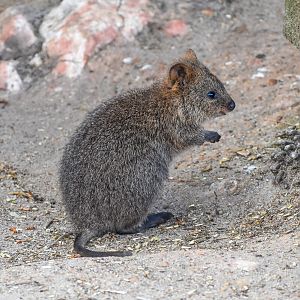 Quokka joey