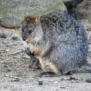 Quokka with joey
