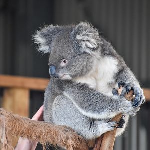 Southern Koala