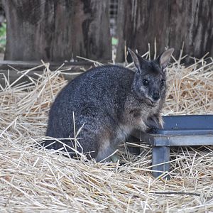 Tammar Wallaby