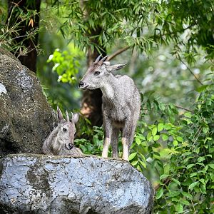 Burmese goral（Naemorhedus evansi）