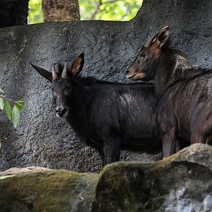 Indochinese Serow