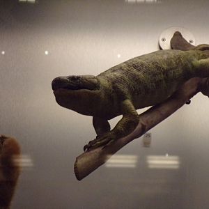 Solomon islands skink 26.8.23