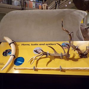 Horns and antlers selection 26.8.23