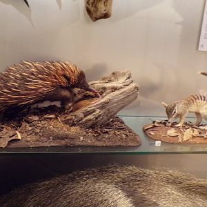 Echidna and a numbat 26.8.23