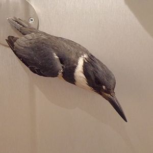 Belted kingfisher 26.8.23