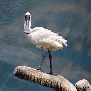 Black-faced Spoonbill (Platalea minor)