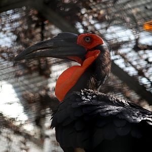 Southern Ground Hornbill