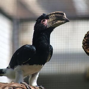 Trumpeter Hornbill