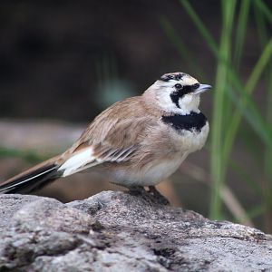 Horned Lark (Eremophila alpestris)
