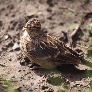 Mongolian Lark (Melanocorypha mongolica)