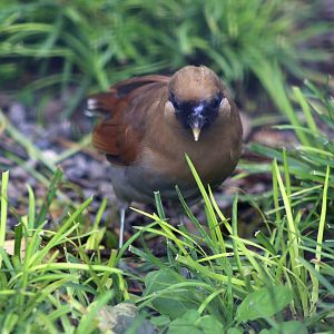 Buffy Laughingthrush (Pterorhinus berthemyi)