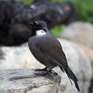 Black-throated Laughingthrush (Pterorhinus chinensis)