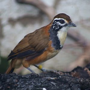 Greater Necklaced Laughingthrush (Pterorhinus pectoralis)