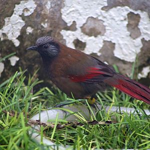 Red-winged Laughingthrush (Trochalopteron formosum)