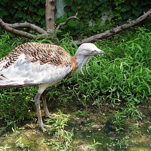 Great Bustard (Otis tarda), August 2012