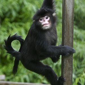 Myanmar snub-nosed monkey (Rhinopithecus strykeri)