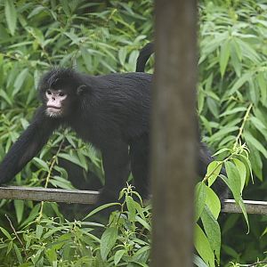 Myanmar snub-nosed monkey (Rhinopithecus strykeri)