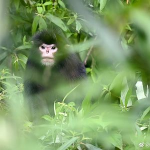Myanmar snub-nosed monkey (Rhinopithecus strykeri)