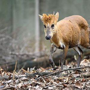 Black muntjac
