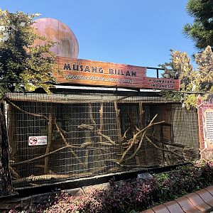 Masked Palm Civet Exhibit