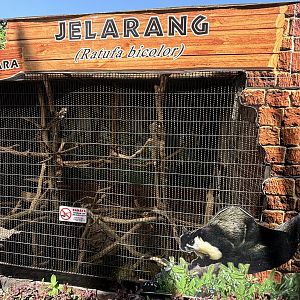 Black Giant Squirrel Exhibit
