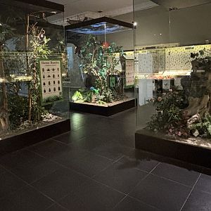 Museum - Insectarium Zone (no live animals)