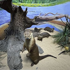 Museum - 'Canadian' River Otters