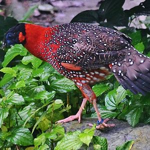 Satyr Tragopan (Tragopan satyra)