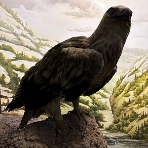 Museum - Imperial Eagle
