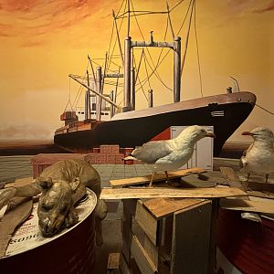 Museum - Hairless Dog + European Herring Gull