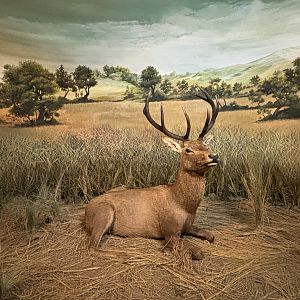 Museum - Red Deer