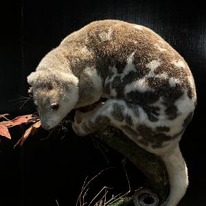 Museum - Common Spotted Cuscus