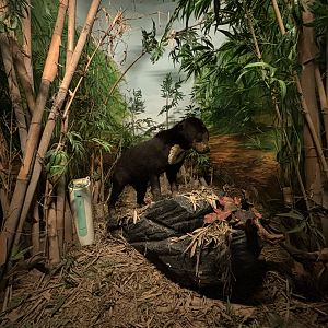 Museum - Sun Bear