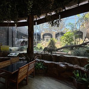 Zoo Restaurant - Javan Leopard Exhibit