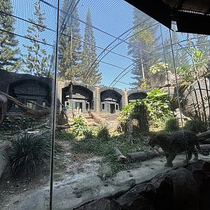 Zoo Restaurant - Javan Leopard Exhibit