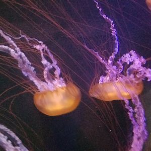 Pacific Sea Nettle