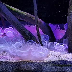 Upside-down Jellyfish