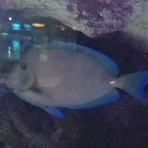 Atlantic Blue Tang