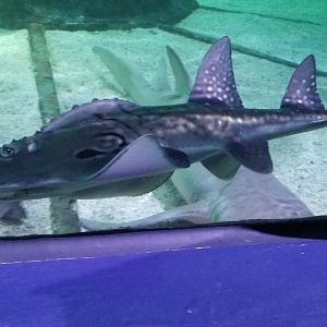 Juvenile Bowmouth Guitarfish