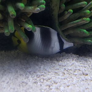 Pacific Double-saddle butterflyfish