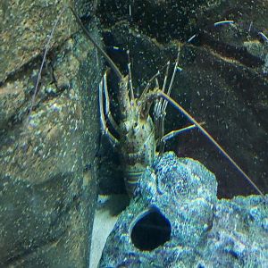 Scalloped Spiny Lobster