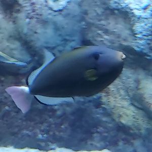 Pinktail Triggerfish