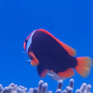 Tomato Clownfish