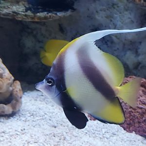 Red Sea Bannerfish